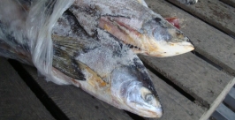 Скоропортящаяся продукция перевозилась с нарушением температурного режима Пресс-служба Управления Россельхознадзора по Новосибирской области