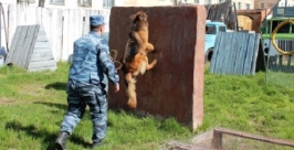Четвероногие силовики из Магадана продемонстрировали ловкость лап и остроту нюха  Пресс-служба УФСИН по Магаданской области