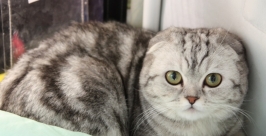 Вислоухий иностранец Арина Корчагина