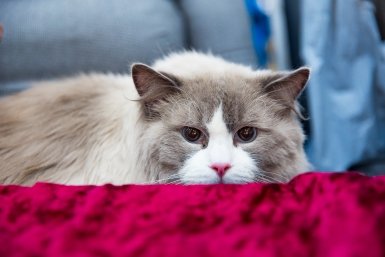 Ни шерсти по всей квартире, ни постоянной уборки: 6 пород кошек для аллергиков