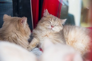 Эти 9 жестов выдают кошку с потрохами: она вас любит