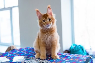 Не просто кошка — твоя тень: породы, которые не отходят от хозяина ни на шаг