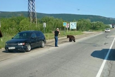 Медведя сбили на дороге в Магадане Фото из социальных сетей