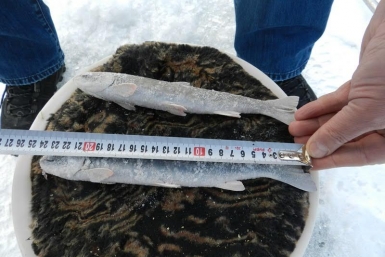 Рыбоохрана на Колыме с начала года вскрыла 56 правонарушений в сфере рыболовства Пресс-­служба Охотского территориального управления Росрыболовства