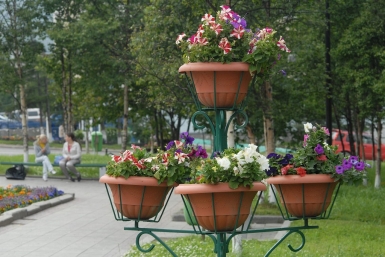 Флористический конкурс &quotСеверное соцветие&quot впервые проведут в Магадане пресс-служба мэрии города Магадана