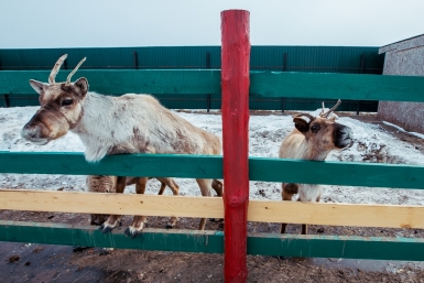 Олени Бородина Мария, РИА PrimaMedia