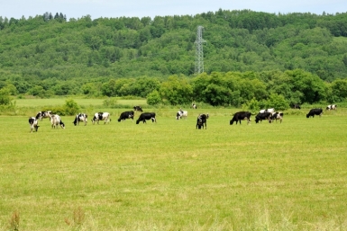 Луг Гуршал Юрий, SakhalinMediа