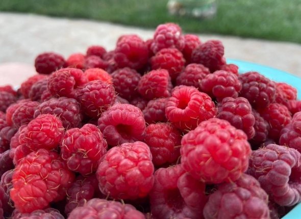 Обрезаю малину осенью именно так —  каждый год собираю крупные ягоды